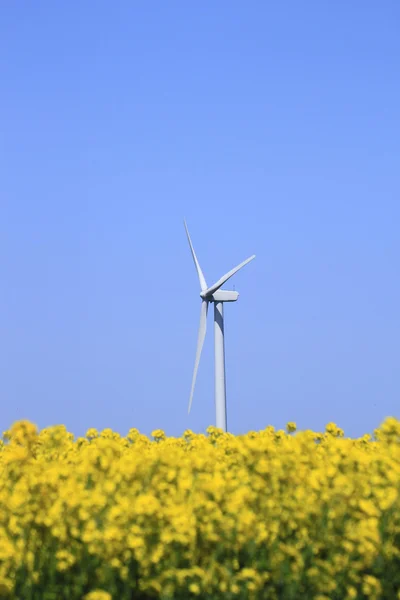 Énergie éolienne et colza — Photo